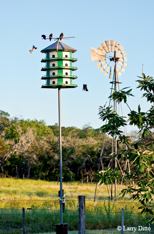 Purple martins